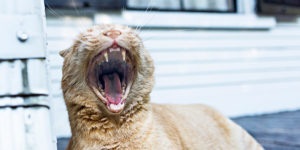Yawning Orange Cat