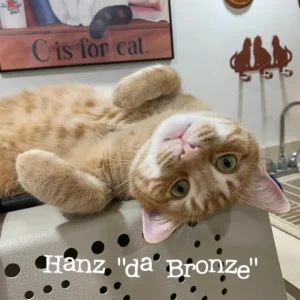 Hanz Upside Down