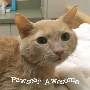 Pawscar Awesome at the Vet