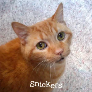 Snickers in the Sunshine