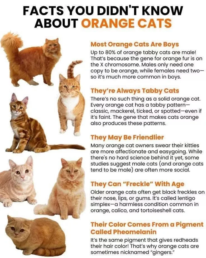 Orange Cats Graphic